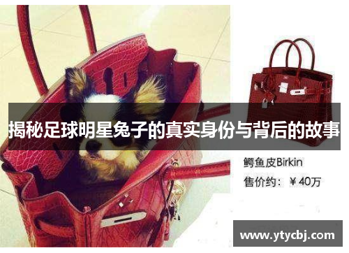 揭秘足球明星兔子的真实身份与背后的故事